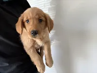 Lilac, a female Golden Retriever for sale in Lakeland, FL – Photo 2 of 3