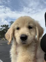 Oakley, a female Golden Retriever for sale in Lakeland, FL – 4 of 6