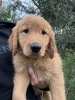 Cedar 🧡, a male Golden Retriever for sale in Lakeland, FL – 3 of 4