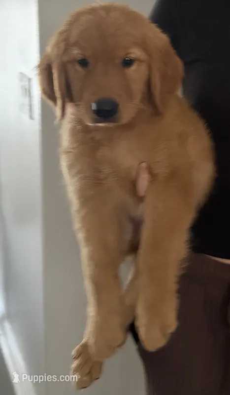 Cider🍎 – Golden Retriever puppy for sale in Lakeland, FL