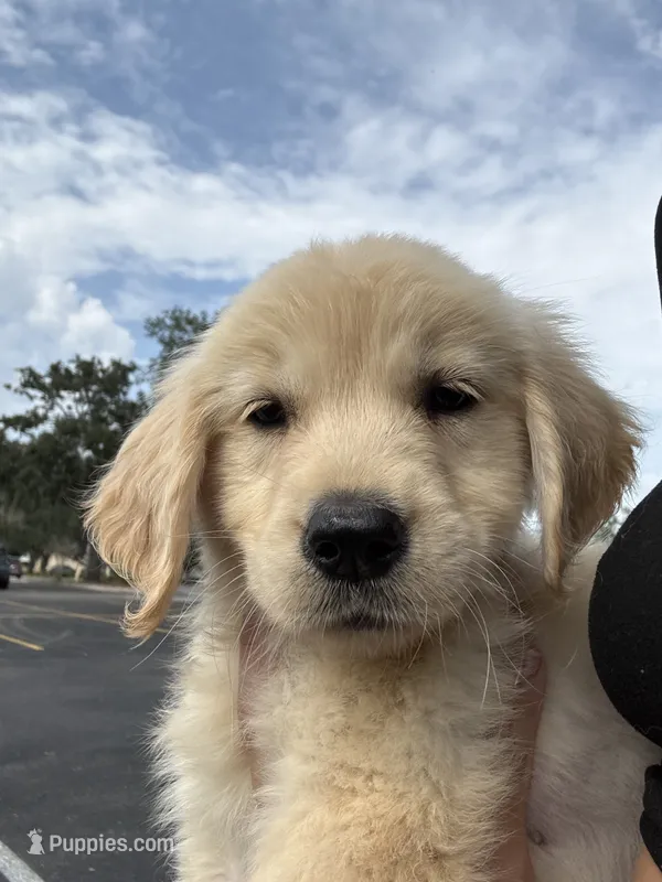 Oakley – Golden Retriever puppy for sale in Lakeland, FL