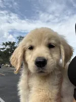 Oakley, a female Golden Retriever for sale in Lakeland, FL – 1 of 6