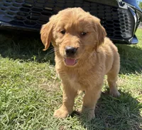 Sunny , a male Golden Retriever for sale in Lakeland, FL – 3 of 4
