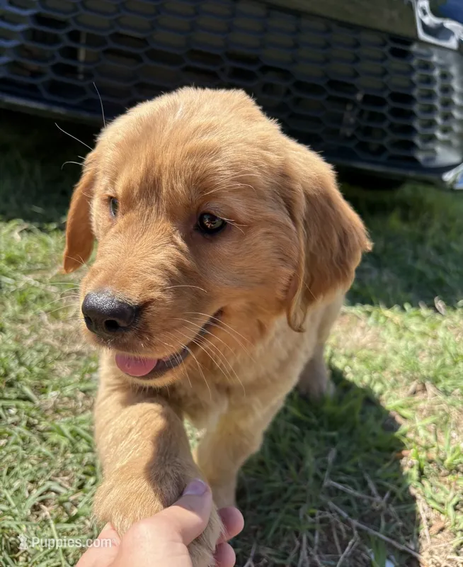 Sunny  – Golden Retriever puppy for sale in Lakeland, FL