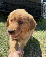 Sunny , a male Golden Retriever for sale in Lakeland, FL – 1 of 4