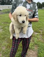 Billy, a male Golden Retriever for sale in Lakeland, FL – 3 of 3