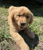 Sunny , a male Golden Retriever for sale in Lakeland, FL – 2 of 4