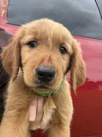 Hocus🪄, a female Golden Retriever for sale in Lakeland, FL – 3 of 3