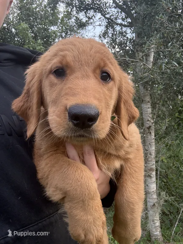 Fawn 🍂 – Golden Retriever puppy for sale in Lakeland, FL
