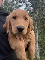 Fawn 🍂, a female Golden Retriever for sale in Lakeland, FL – 1 of 5