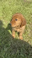 Delilah, a female Golden Retriever for sale in Lakeland, FL – 2 of 3