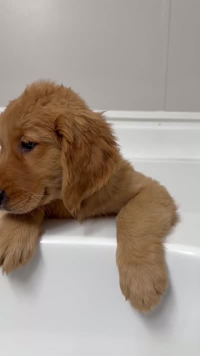 Cedar🌲, a male Golden Retriever for sale in Lakeland, FL – 3 of 3