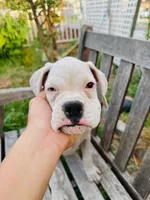 Princess , a female Boxer for sale in Mentone, CA – 6 of 10