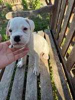 Frosty, a male Boxer for sale in Mentone, CA – 2 of 5