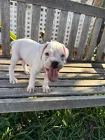 Snoopy, a male Boxer for sale in Mentone, CA – 5 of 5