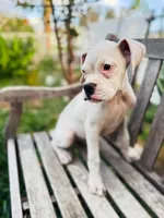 Princess , a female Boxer for sale in Mentone, CA – 3 of 10
