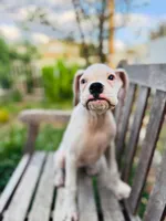 Princess , a female Boxer for sale in Mentone, CA – 7 of 10