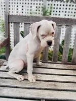 Princess , a female Boxer for sale in Mentone, CA – 9 of 10