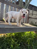 Frosty, a male Boxer for sale in Mentone, CA – 3 of 5
