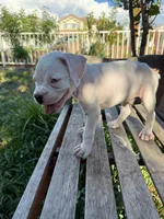 Snoopy, a male Boxer for sale in Mentone, CA – 2 of 5