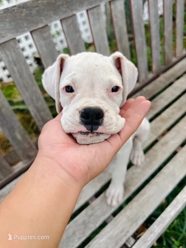 Frosty – Boxer puppy for sale in Mentone, CA