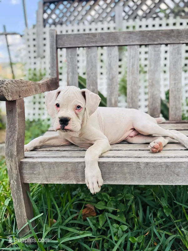 Snoopy – Boxer puppy for sale in Mentone, CA