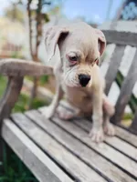 Princess , a female Boxer for sale in Mentone, CA – 5 of 10