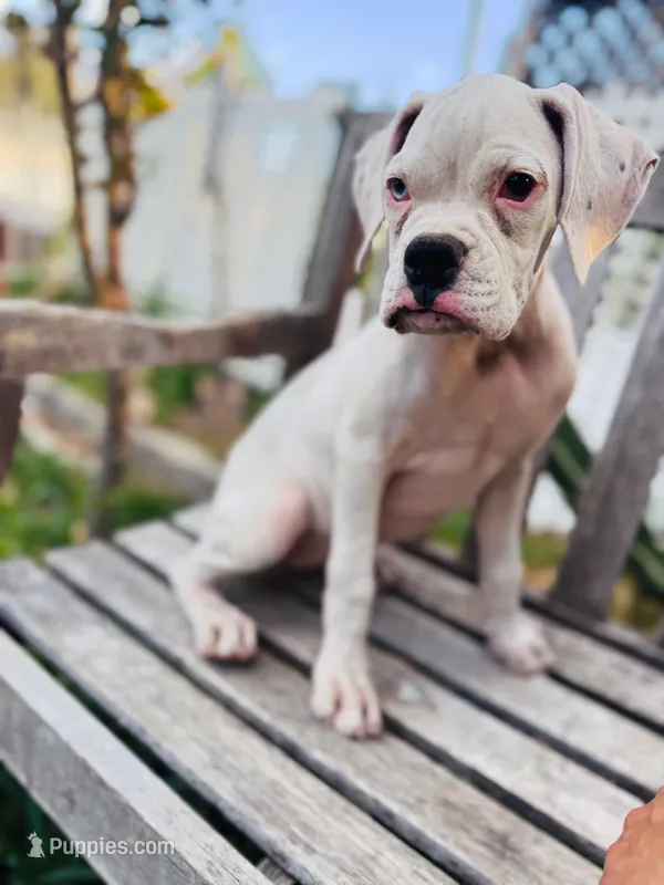 Princess , a female Boxer for sale in Mentone, CA – 1 of 10