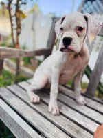 Princess , a female Boxer for sale in Mentone, CA – 1 of 10