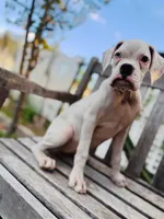 Princess , a female Boxer for sale in Mentone, CA – 4 of 10