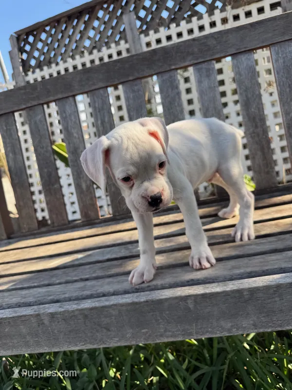 Frosty – Boxer puppy for sale in Mentone, CA
