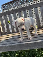 Frosty, a male Boxer for sale in Mentone, CA – 1 of 5