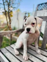 Princess , a female Boxer for sale in Mentone, CA – 8 of 10