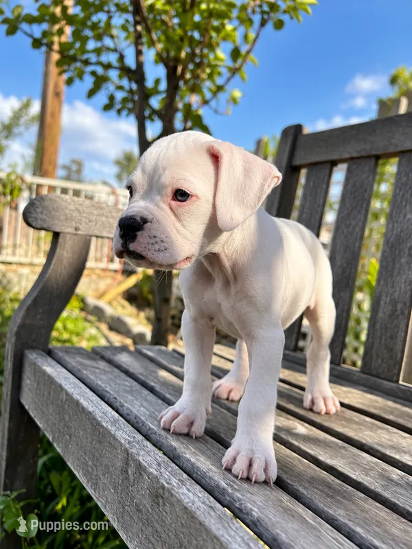 Snoopy – Boxer puppy for sale in Mentone, CA