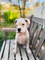 Princess , a female Boxer for sale in Mentone, CA – 2 of 10