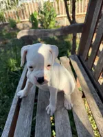 Frosty, a male Boxer for sale in Mentone, CA – 4 of 5