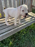 Snoopy, a male Boxer for sale in Mentone, CA – 3 of 5