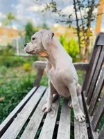 Princess , a female Boxer for sale in Mentone, CA – 10 of 10