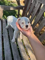 Frosty, a male Boxer for sale in Mentone, CA – 5 of 5