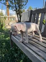 Snoopy, a male Boxer for sale in Mentone, CA – 4 of 5