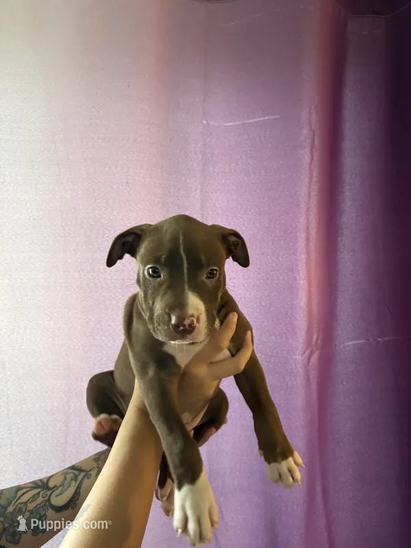 Brooke  – American Pit Bull Terrier puppy for sale in Jamestown, NY