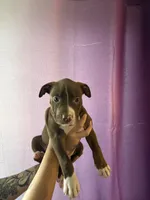 Brooke , a female American Pit Bull Terrier for sale in Jamestown, NY – 1 of 3