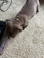 Brooke , a female American Pit Bull Terrier for sale in Jamestown, NY – 2 of 3