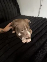 Brooke , a female American Pit Bull Terrier for sale in Jamestown, NY – 3 of 3