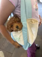 Honey, a female Poodle - Toy  for sale in Watsonville, CA – 2 of 4
