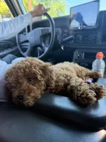 Honey, a female Poodle - Toy  for sale in Watsonville, CA – 3 of 4