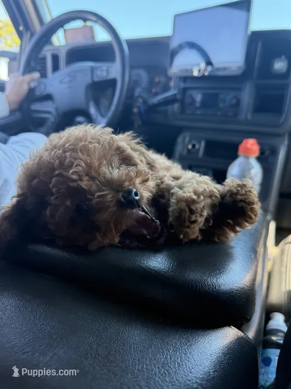 Honey – Poodle - Toy  puppy for sale in Watsonville, CA