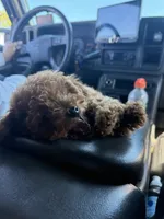 Honey, a female Poodle - Toy  for sale in Watsonville, CA – 1 of 4