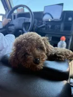 Honey, a female Poodle - Toy  for sale in Watsonville, CA – 4 of 4