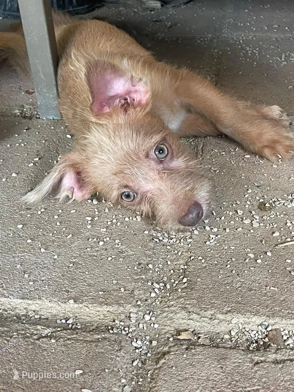 Güero  – Yorkshire Terrier, Chorkie puppy for sale in Apple Valley, CA